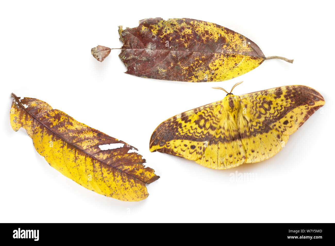 La tignola (Eupterote naessigi) con foglie che imita per il camuffamento, Danum Valley, Sabah Borneo. Foto Stock