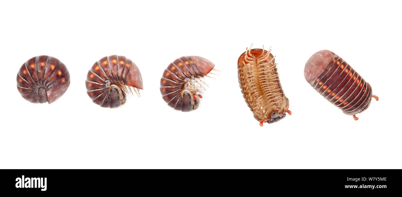 Sequenza di pillola millepiedi (Glomeridae) svolgimento da una posizione difensiva, Danum Valley, Sabah Borneo. Composito Digitale. Foto Stock
