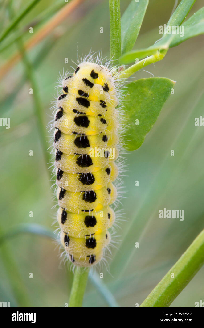 Caterpillar di sei-spot Burnett (Zygaena filipendulae) Nordtirol, Alpi austriache, Luglio. Foto Stock