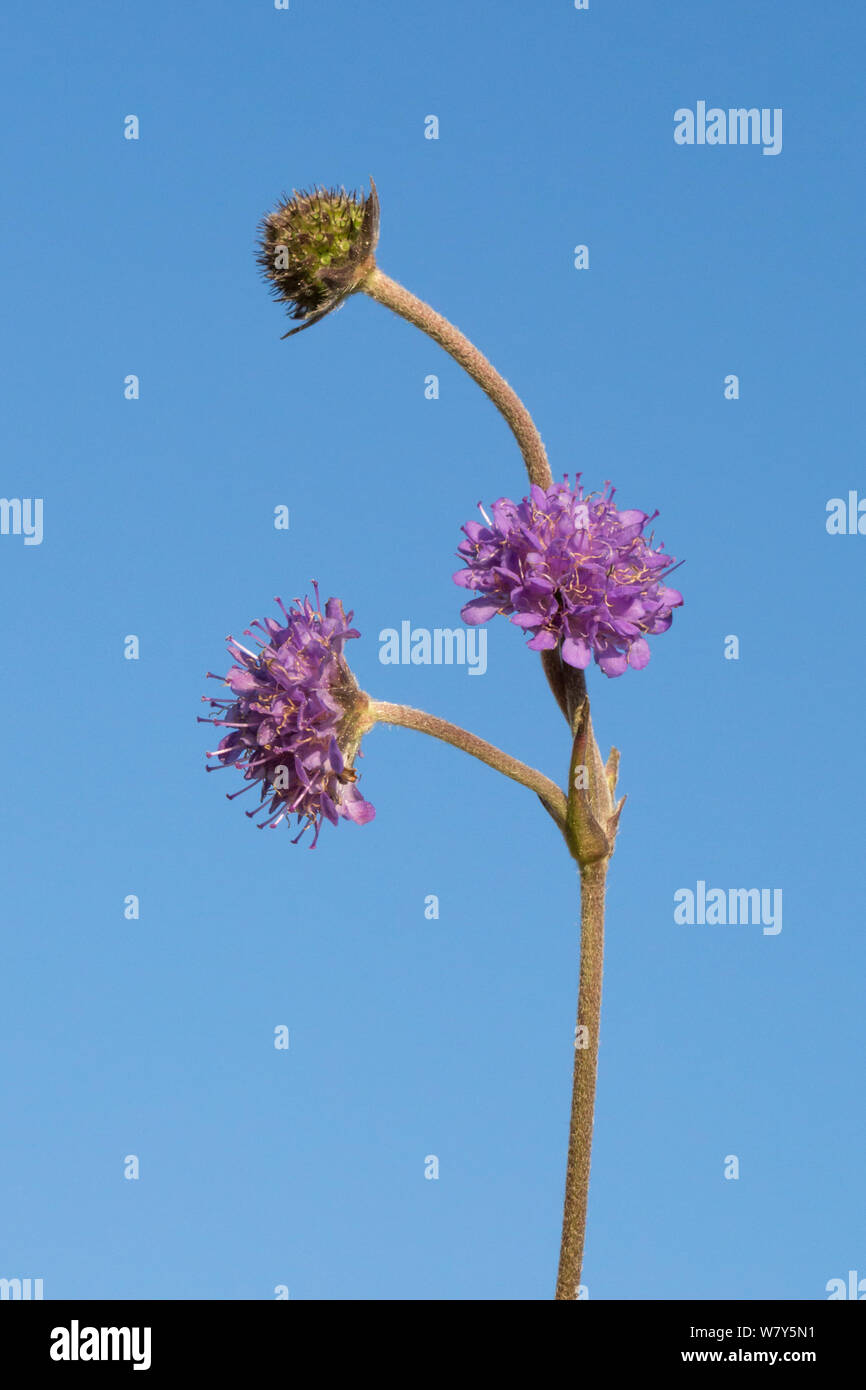 Diavolo's bit scabious (Succisa pratensis) Parco Nazionale di Peak District, Derbyshire, Regno Unito, Agosto. Foto Stock