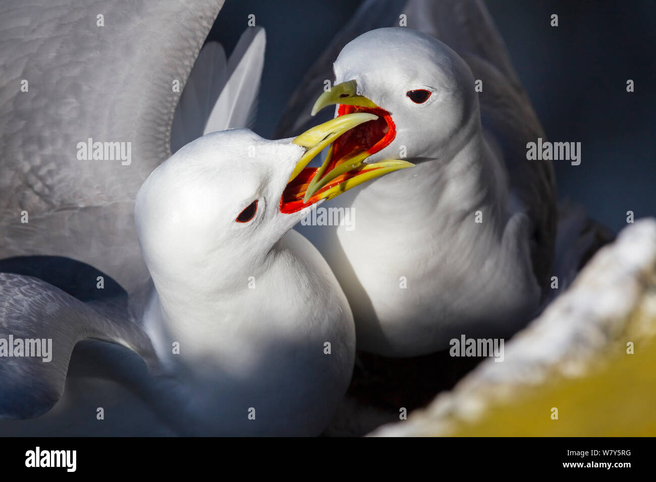 Nero-zampe (kittiwake Rissa tridactyla) saluto il suo compagno. Isola di maggio, Firth of Forth, Scozia. Luglio. Foto Stock
