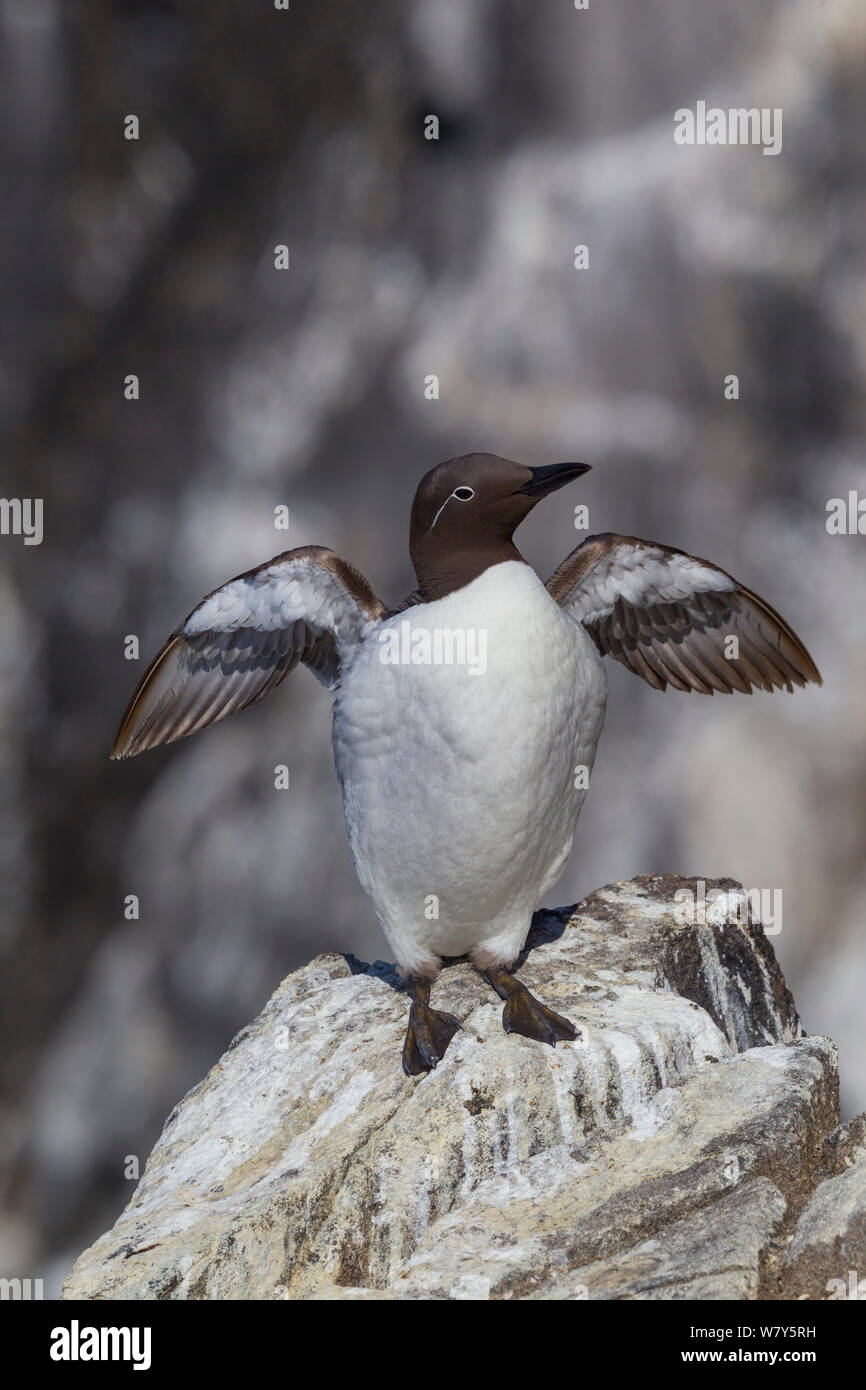 Comune di guillemot (Uria aalge) imbrigliati forma, con l'anello bianco intorno all'occhio. In piedi su una roccia sul bordo di una scogliera ed sbattere le sue ali. Isola di maggio, Firth of Forth, Scozia. Luglio. Foto Stock