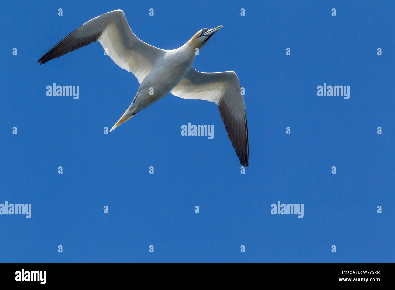 Northern gannet (Morus bassanus) in volo contro un cielo blu chiaro, Bass Rock, Firth of Forth, Scozia. Luglio. Foto Stock