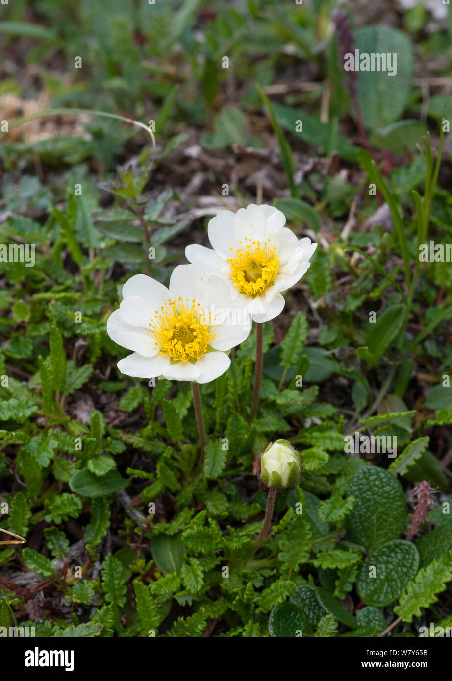 Mountain avens (Dryas octopetala) in fiore, Kilpisjarvi, Enontekio, Lappi / Lapponia, Finlandia. Luglio Foto Stock