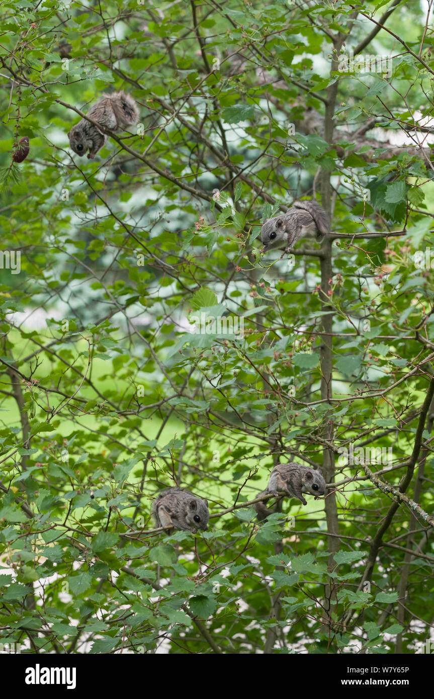 Siberian scoiattolo battenti (Pteromys volans) femmina e tre giovani alimentazione, Jyvaskya, Keski-Suomi, Lansi- ja Sisa-Suomi / Central e Finlandia occidentale, Finlandia. Giugno Foto Stock