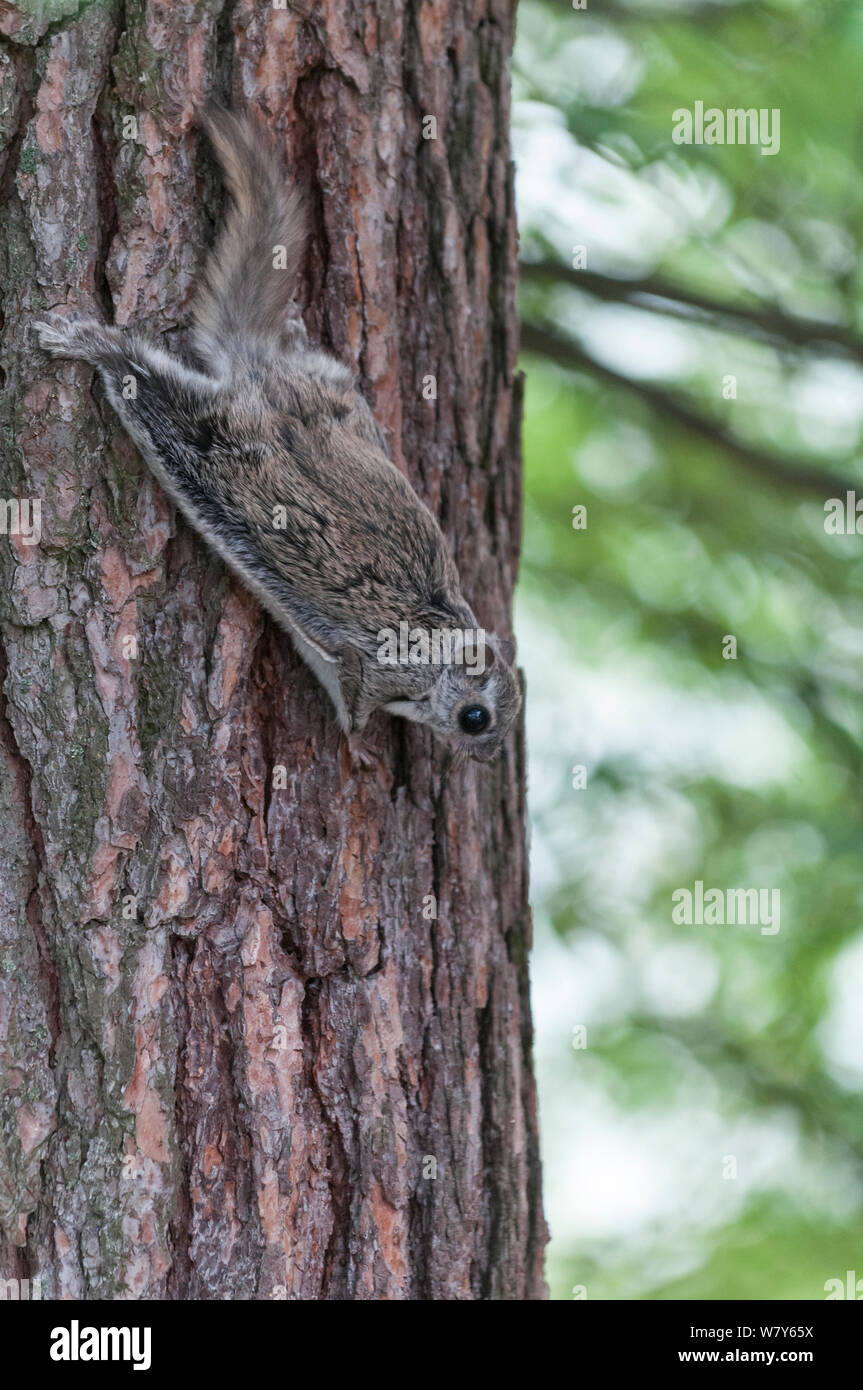 Siberian scoiattolo battenti (Pteromys volans) femmina adulta sul ramo, Jyvaskya, Keski-Suomi, Lansi- ja Sisa-Suomi / Central e Finlandia occidentale, Finlandia. Giugno Foto Stock