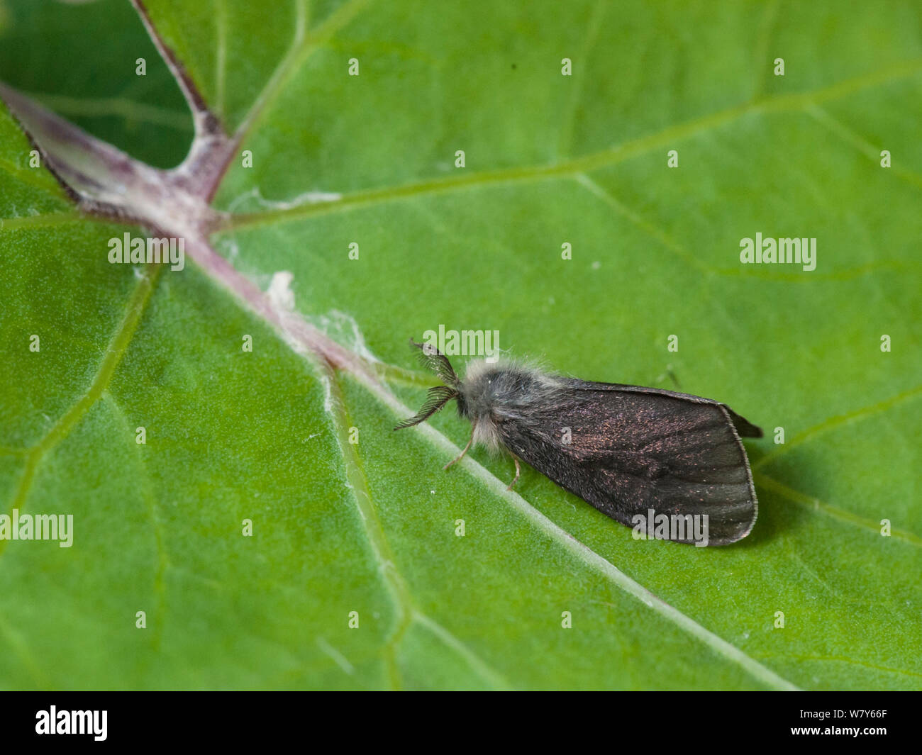 La tignola (Phalacropterix graslinella) appena emerse, maschio Parikkala, Etela-Karjala / della Karelia del Sud, Etela-Suomi / sud della Finlandia, Finlandia. Giugno Foto Stock