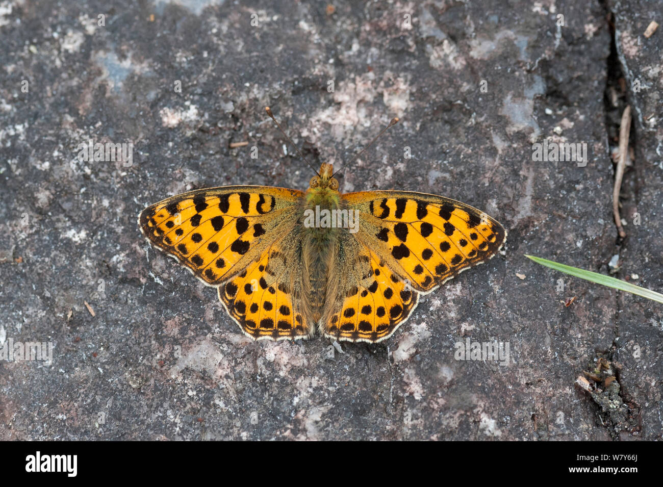 La regina di Spagna fritillary butterfly (Issoria lathonia) appena emerse maschio, Parainen / Lansi-Turunmaa, Lounais-Suomi, Varsinais-Suomi / Finlandia sud-occidentale, Finlandia. Luglio Foto Stock