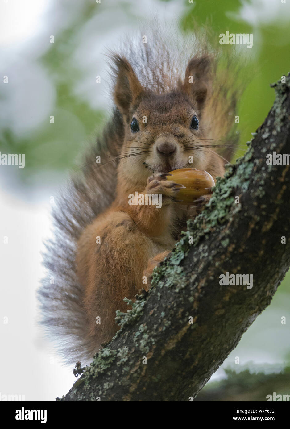 Red scoiattolo (Sciurus vulgaris) alimentazione su acorn, Paijat-Hame / Lahti, Etela-Suomi / sud della Finlandia, Finlandia. Settembre Foto Stock