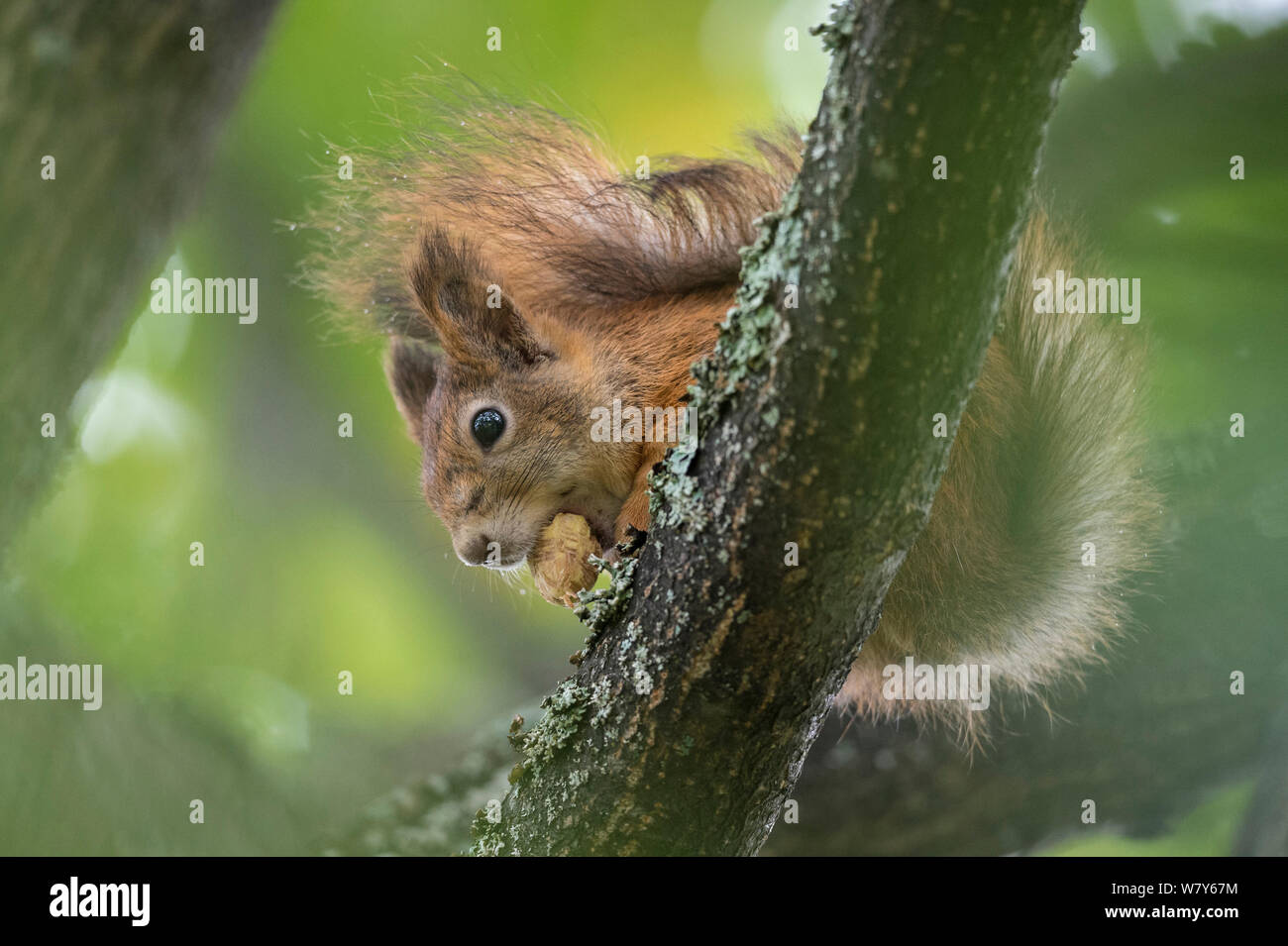 Red scoiattolo (Sciurus vulgaris) alimentazione su acorn, Paijat-Hame / Lahti, Etela-Suomi / sud della Finlandia, Finlandia. Settembre Foto Stock