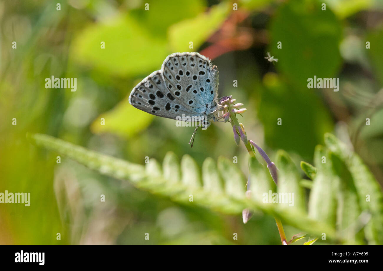 Grandi blue butterfly (Maculinea arion) Liperi, Pohjois-Karjala / Nord della Karelia, Ita-Suomi / Finlandia orientale, Finlandia. Giugno Foto Stock