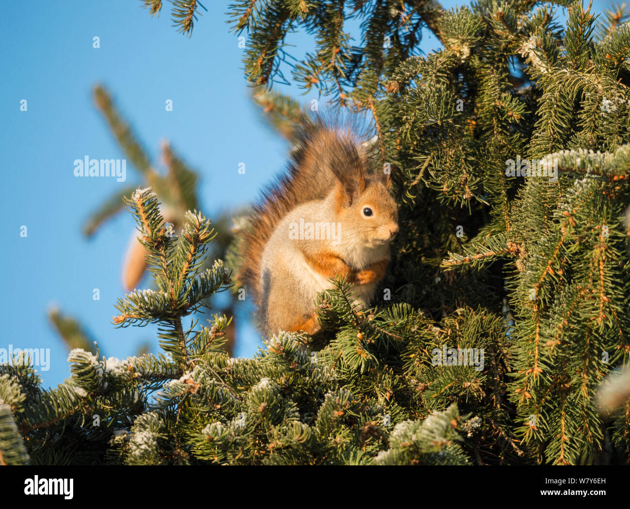 Red scoiattolo (Sciurus vulgaris) in inverno pelliccia, Jyvaskya, Keski-Suomi, Lansi- ja Sisa-Suomi / Central e Finlandia occidentale, Finlandia. Gennaio Foto Stock
