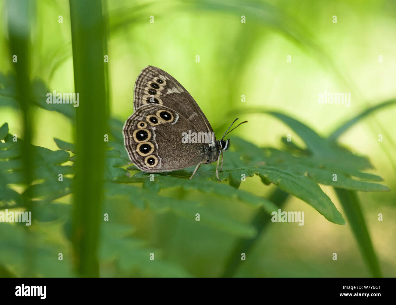 Woodland brown butterfly (Lopinga achine), Hattula Kanta-Hame / Tavastia corretto, Etela-Suomi / sud della Finlandia, Finlandia. Giugno Foto Stock