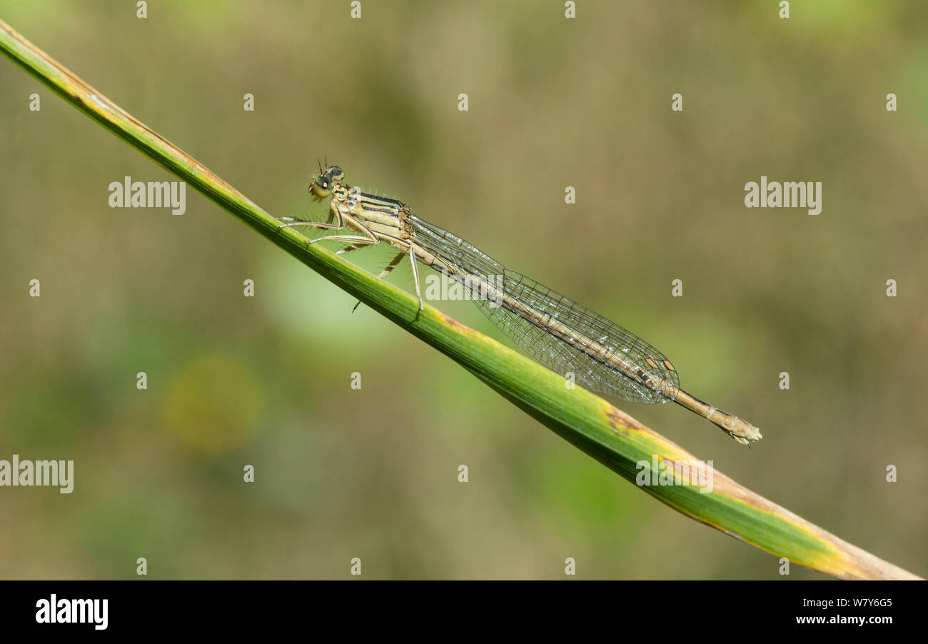 Bianco-zampe (damselfly Platycnemis pennipes) femmina in appoggio, Hyvinkaa, Ridasjarvi, Uusimaa, Etela-Suomi / sud della Finlandia, Finlandia. Agosto Foto Stock