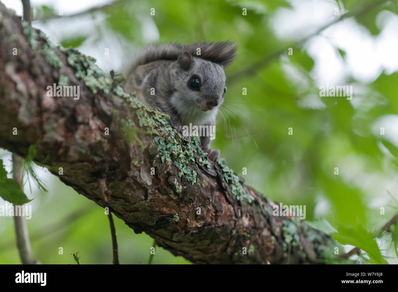 Siberian scoiattolo battenti (Pteromys volans) capretti, Jyvaskya, Keski-Suomi, Lansi- ja Sisa-Suomi / Central e Finlandia occidentale, Finlandia. Giugno Foto Stock