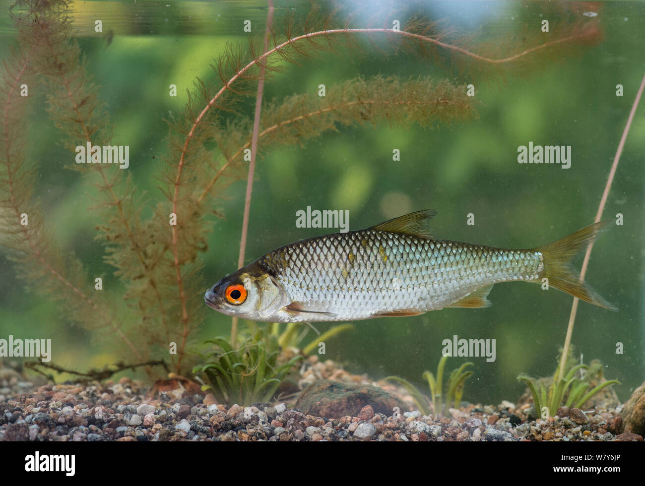 Roach (Rutilus rutilus) in acquario, Virrat, Virrat, Pirkanmaa, Lansi- ja Sisa-Suomi / Central e Finlandia occidentale, Finlandia. Luglio Foto Stock