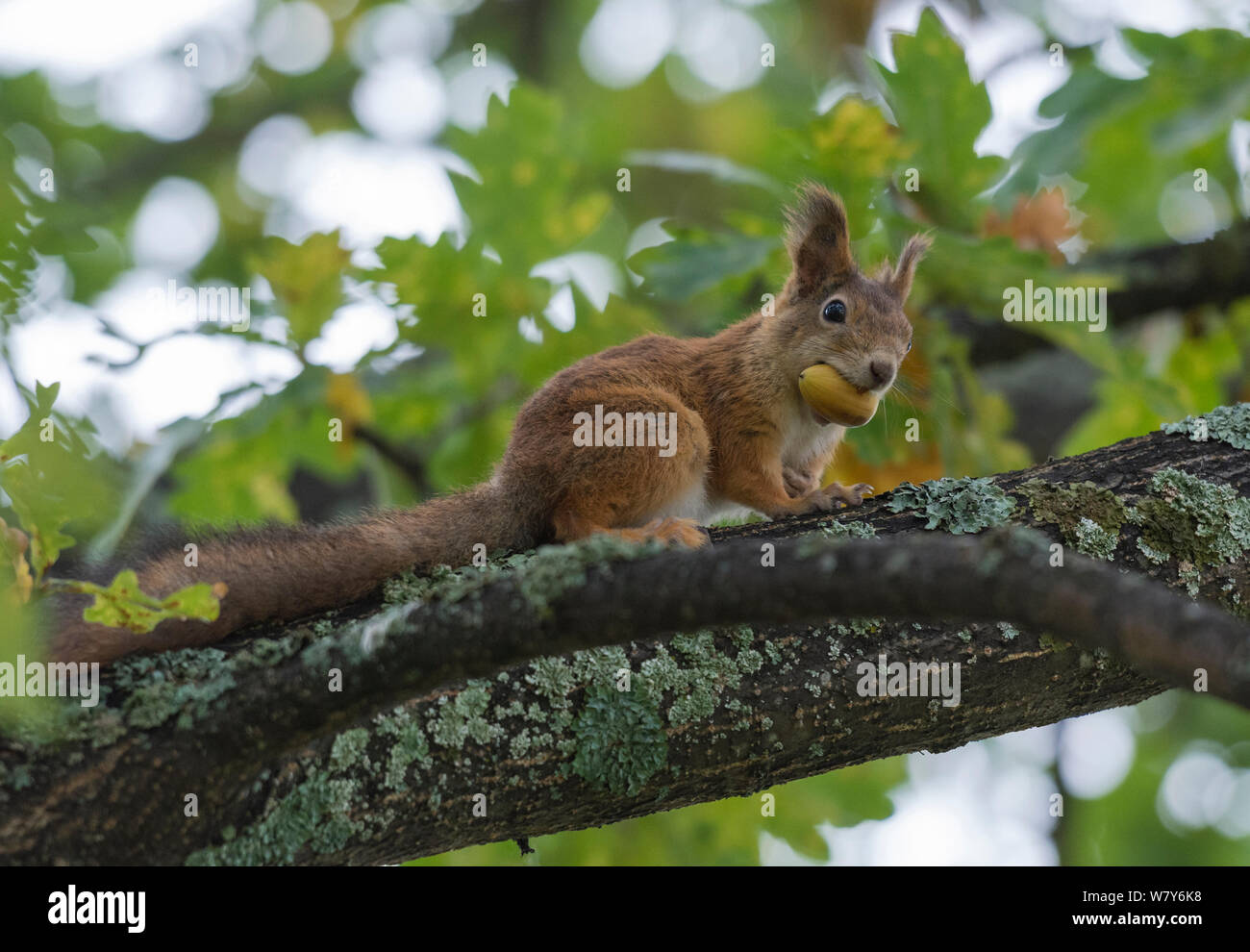 Red scoiattolo (Sciurus vulgaris) sul ramo, Paijat-Hame / Lahti, Etela-Suomi / sud della Finlandia, Finlandia. Settembre Foto Stock