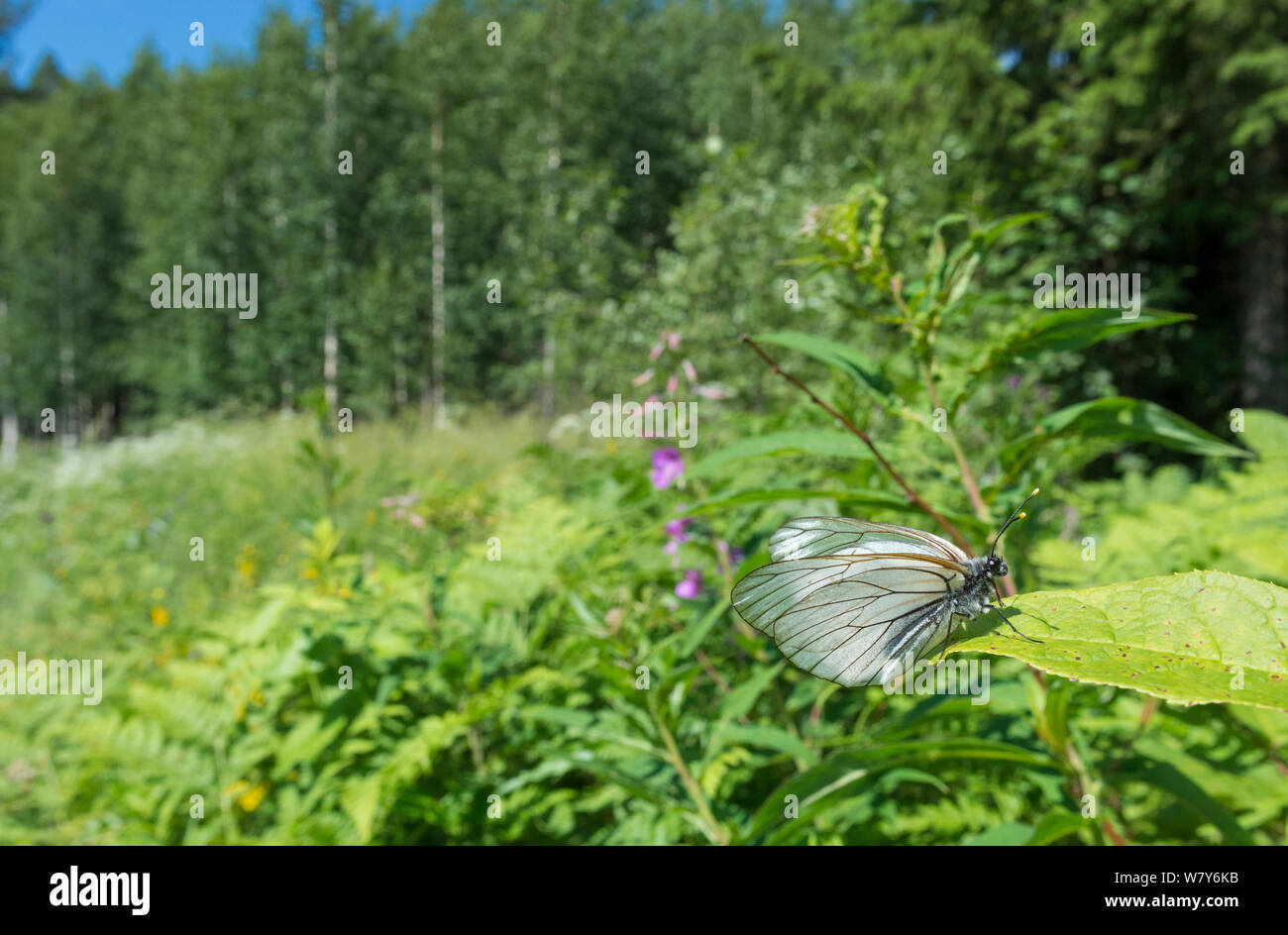 Nero-bianco venato butterfly (Aporia crataegi) femmina in habitat, Korpilahti, Jyvaskya, Keski-Suomi, Lansi- ja Sisa-Suomi / Central e Finlandia occidentale, Finlandia. Giugno Foto Stock