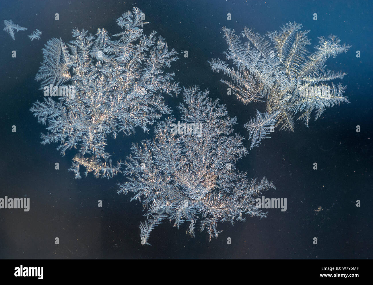 I cristalli di ghiaccio formando sulla finestra, Jyvaskya, Keski-Suomi, Lansi- ja Sisa-Suomi / Central e Finlandia occidentale, Finlandia. Gennaio Foto Stock