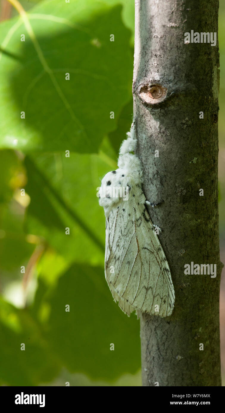 Minor Puss Moth (Cerura erminea) femmina sul tronco di albero, Hamina, Kymenlaakso, Etela-Suomi / sud della Finlandia, Finlandia. Giugno Foto Stock