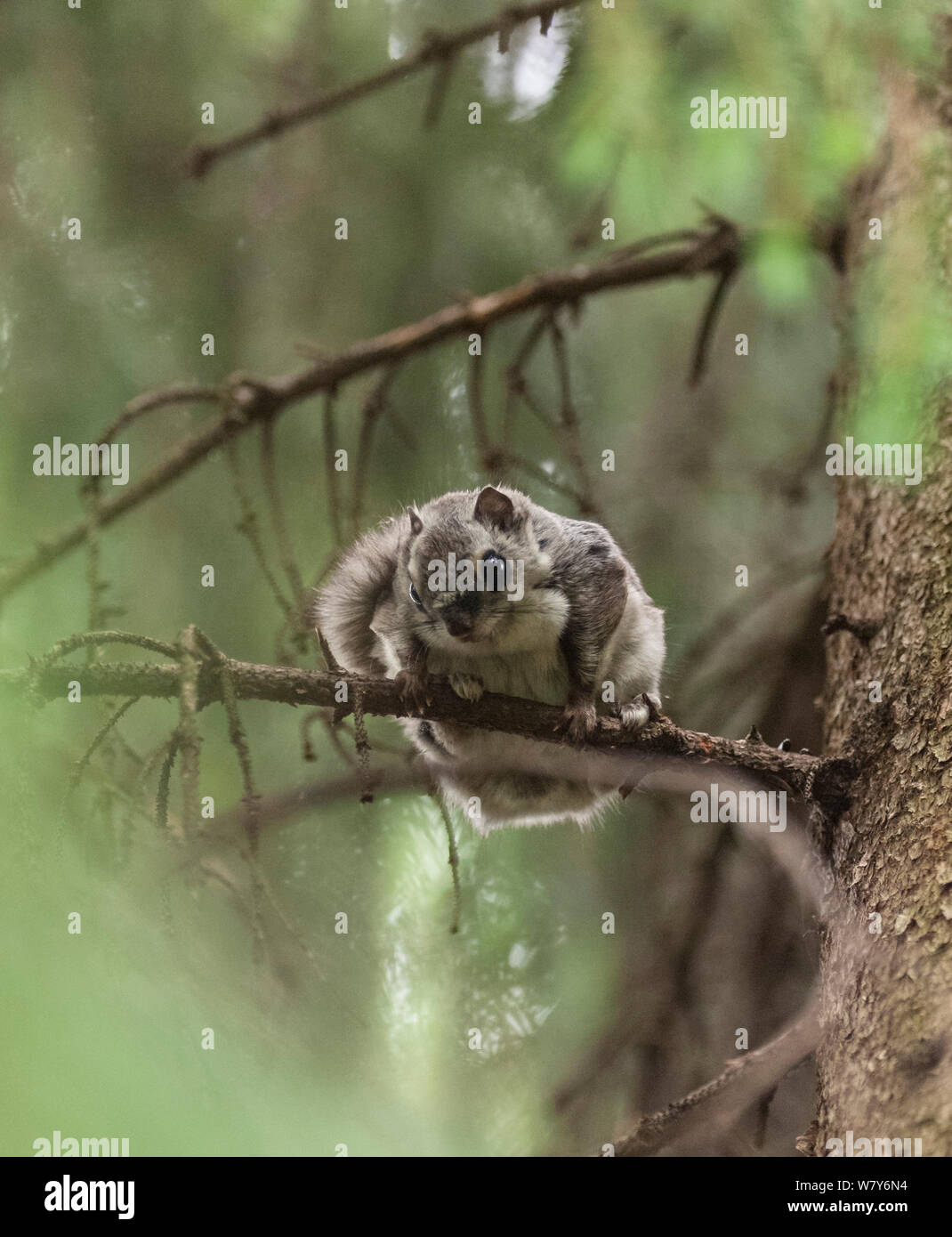 Siberian scoiattolo battenti (Pteromys volans) sul ramo, Jyvaskya, Keski-Suomi, Lansi- ja Sisa-Suomi / Central e Finlandia occidentale, Finlandia. Giugno Foto Stock