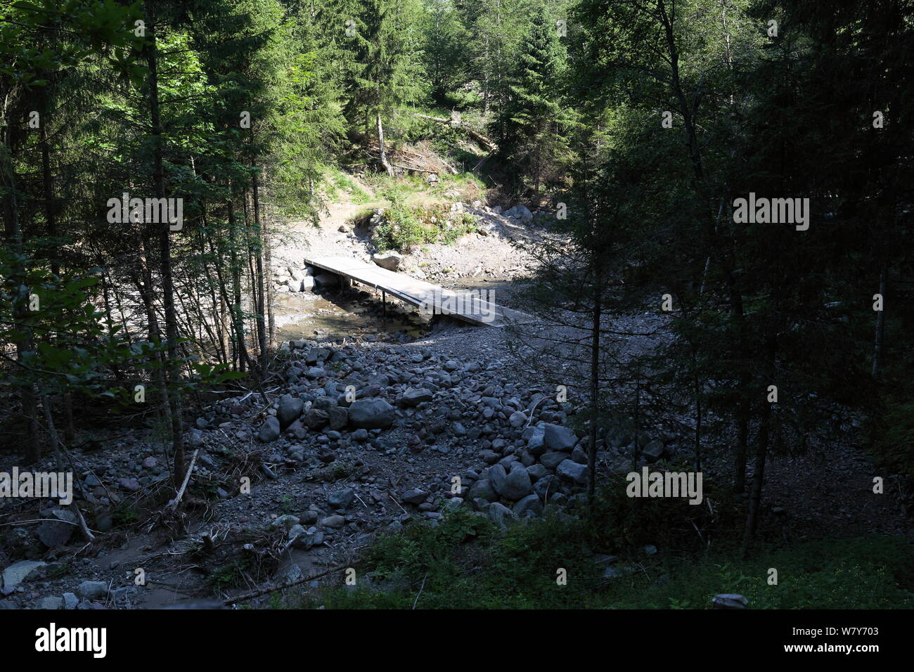 Le foreste nelle Alpi in Trentino Alto Adige Foto Stock