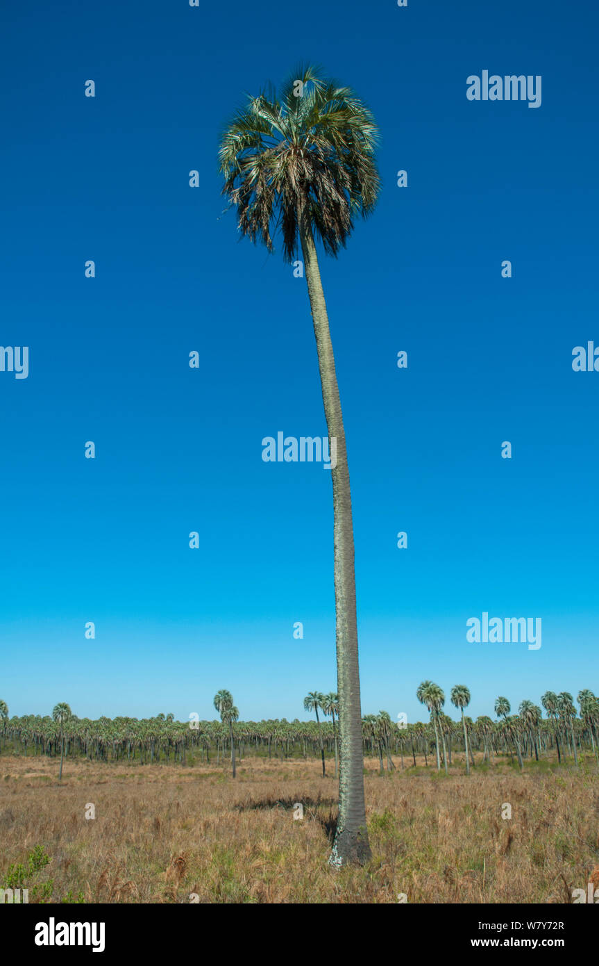 Yatay palm / jelly palm (Batia yatay) El Palmar Parco Nazionale , Entre Rios Provincia, Argentina Foto Stock