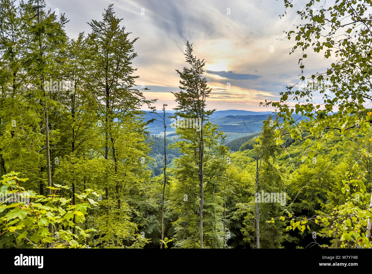 Il verde lussureggiante delle colline di estate forestscape Foto Stock