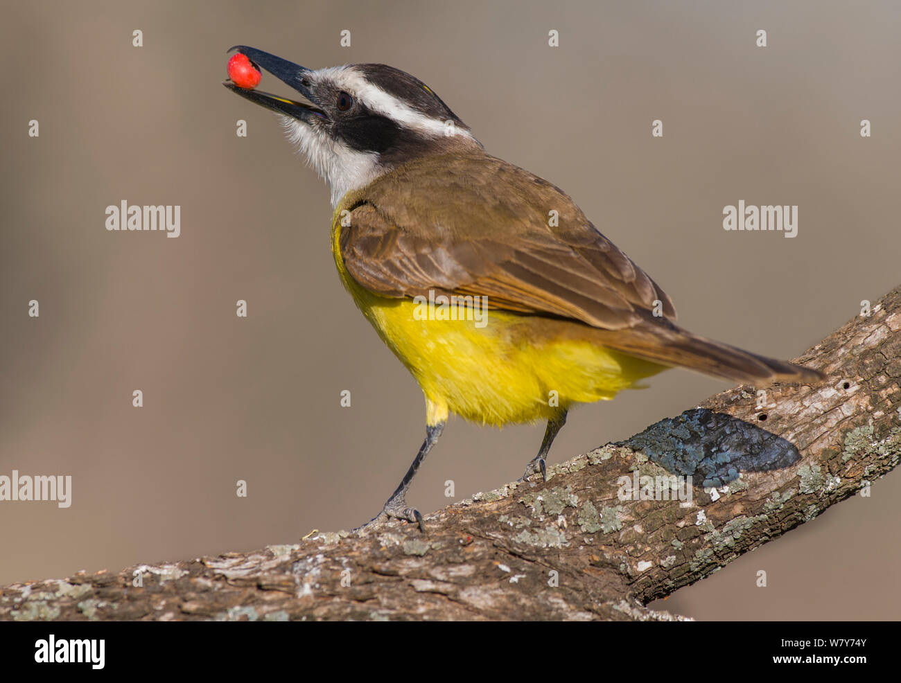 Grande kiskadee (Pitangus sulfuratus) alimentazione su berry, Calden foresta, La Pampa, Argentina Foto Stock