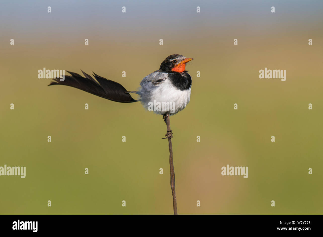 Strano-tailed tiranno (Alectrurus risora)¶ÿ arroccato, Ibera paludi, provincia di Corrientes, Argentina Foto Stock