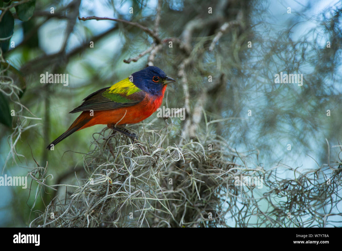 Dipinto di bunting (Passerina ciris) Poco St Simon&#39;s Island, isole di barriera, GEORGIA, STATI UNITI D'AMERICA, Aprile. Foto Stock