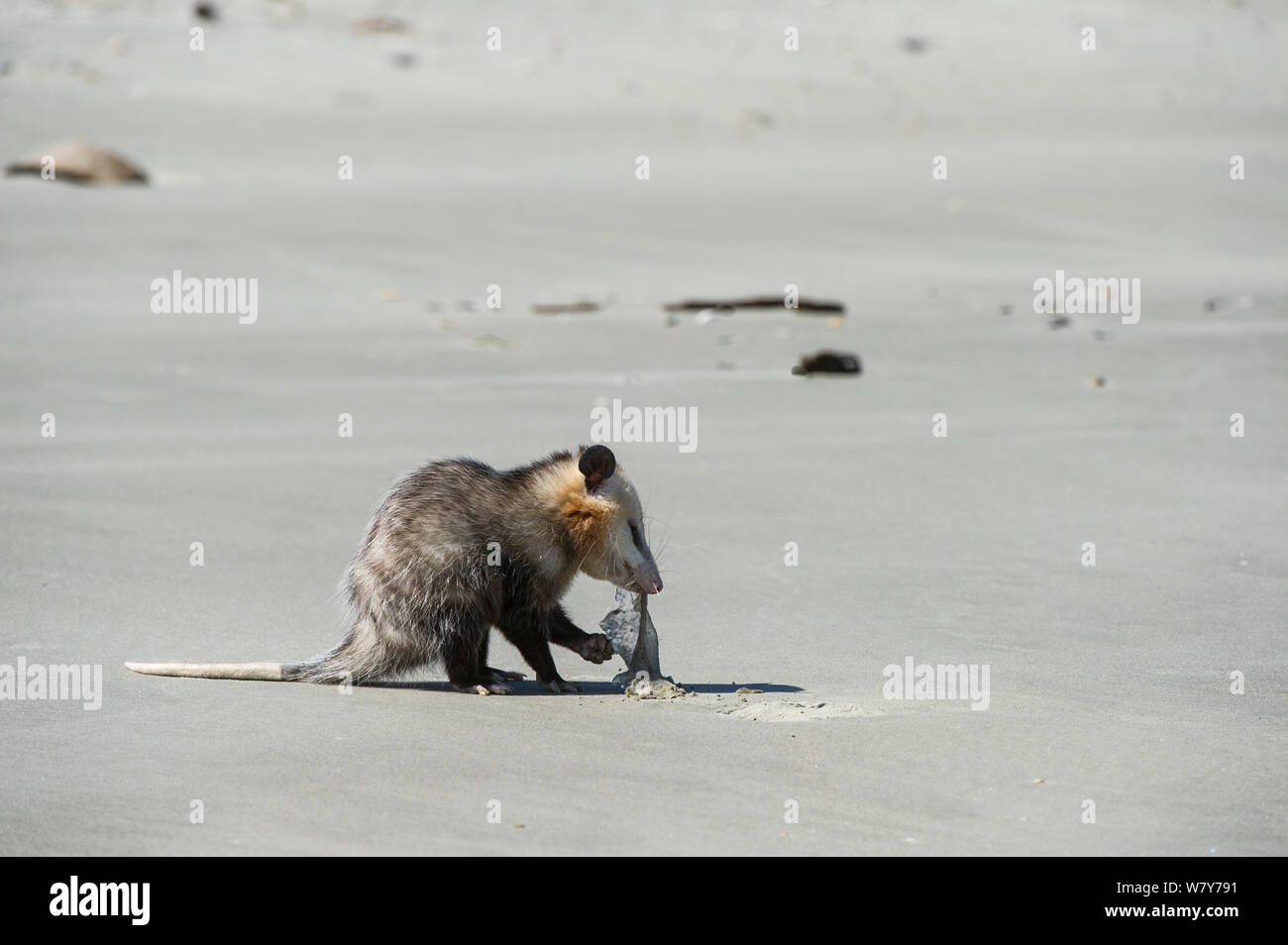 Virginia opossum (Didelphis virginiana) sulla spiaggia alimentazione su meduse. Poco St Simon&#39;s Island, isole di barriera, GEORGIA, STATI UNITI D'AMERICA, Marzo. Foto Stock