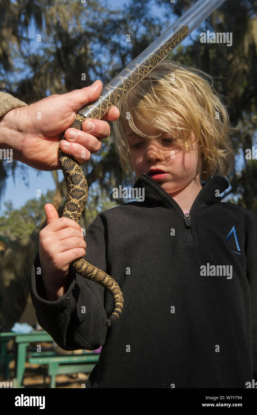 Bambino toccando Eastern diamondback rattlesnake (Crotalus adamanteus) nel tubo di contenimento. Poco St Simon&#39;s Island, isole di barriera, GEORGIA, STATI UNITI D'AMERICA, marzo 2013. Foto Stock