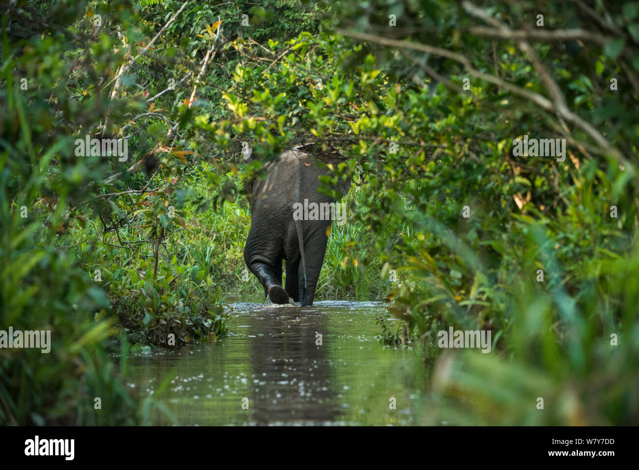 African Forest elephant (Loxodonta cyclotis) Lekoli River, Repubblica del Congo (Congo Brazzaville), Africa. Le specie vulnerabili. Foto Stock