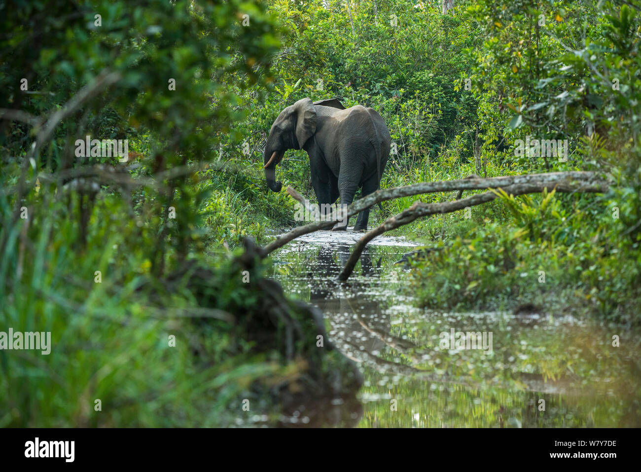 African Forest elephant (Loxodonta cyclotis) in acqua, fiume Lekoli, Repubblica del Congo (Congo Brazzaville), Africa. Le specie vulnerabili. Foto Stock