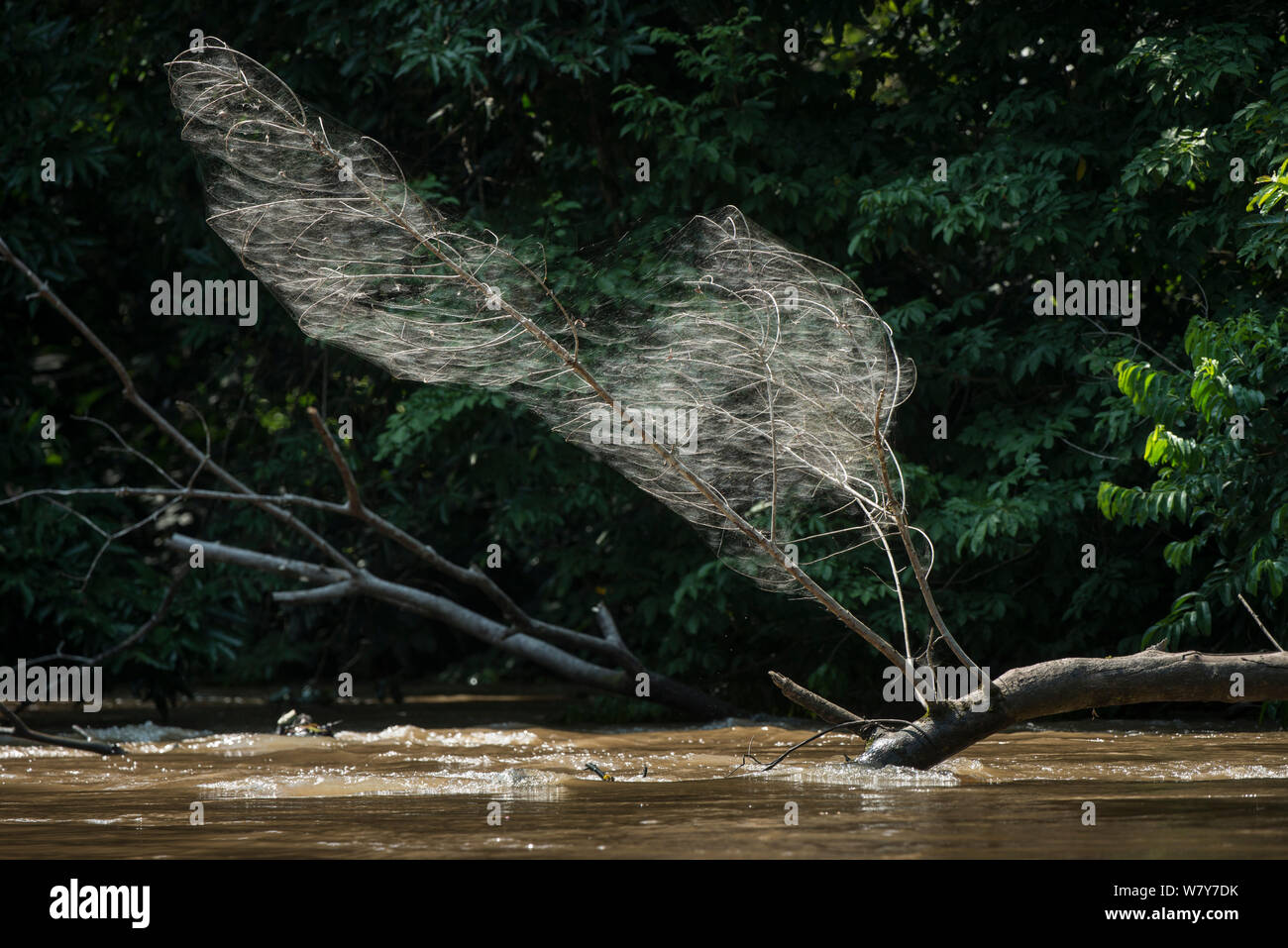 Communal ragnatela, Lekoli River, Odzala-Kokoua National Park, Repubblica del Congo (Congo Brazzaville), Africa. Foto Stock