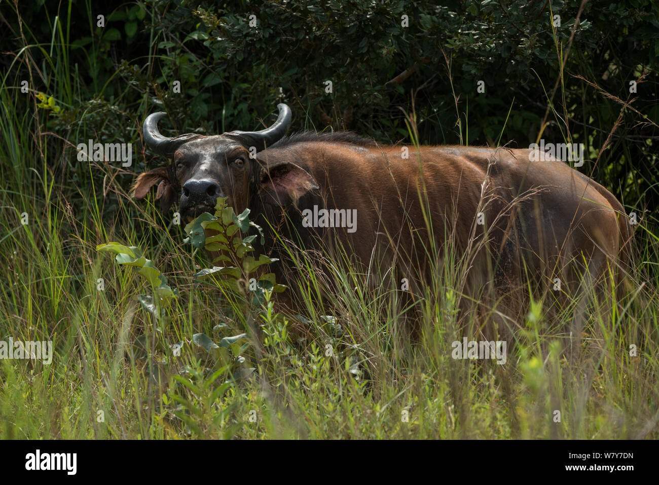 Forest buffalo (Syncerus caffer nanus) Lango Bai, Repubblica del Congo (Congo Brazzaville), Africa. Foto Stock