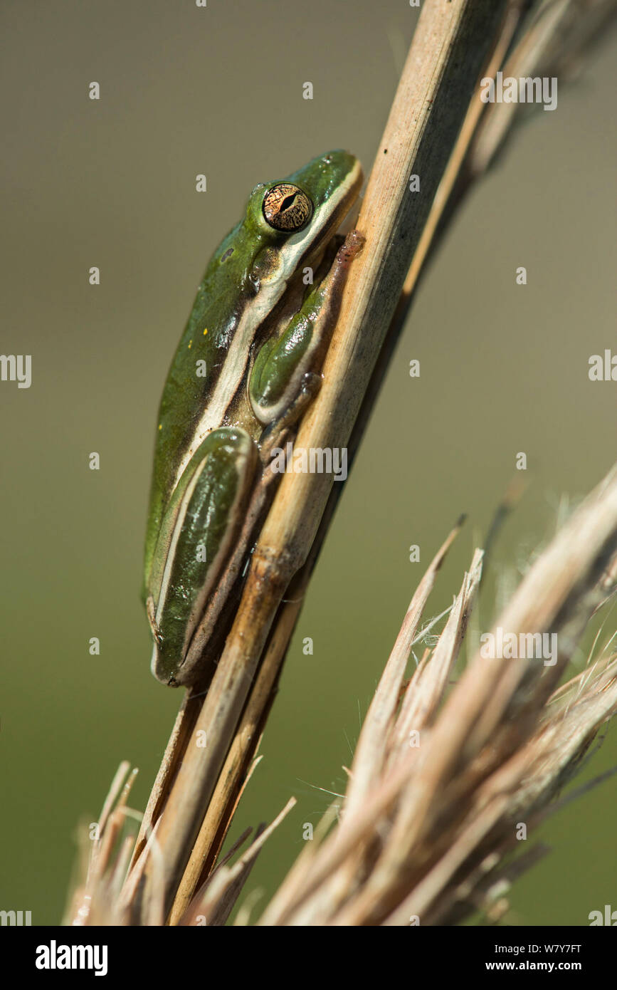 Ranocchio verde (Hyla cinerea) Poco St Simon&#39;s Island, isole di barriera, GEORGIA, STATI UNITI D'AMERICA, Marzo. Foto Stock