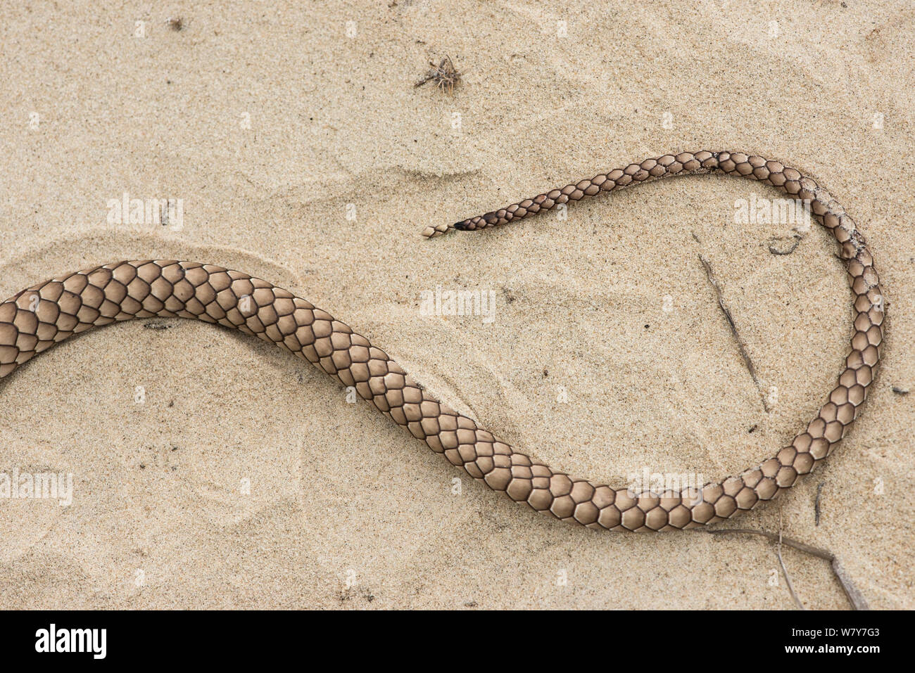 Coachwhip (Masticophis flagello coda). Poco St Simon&#39;s Island, isole di barriera, GEORGIA, STATI UNITI D'AMERICA, Marzo. Foto Stock