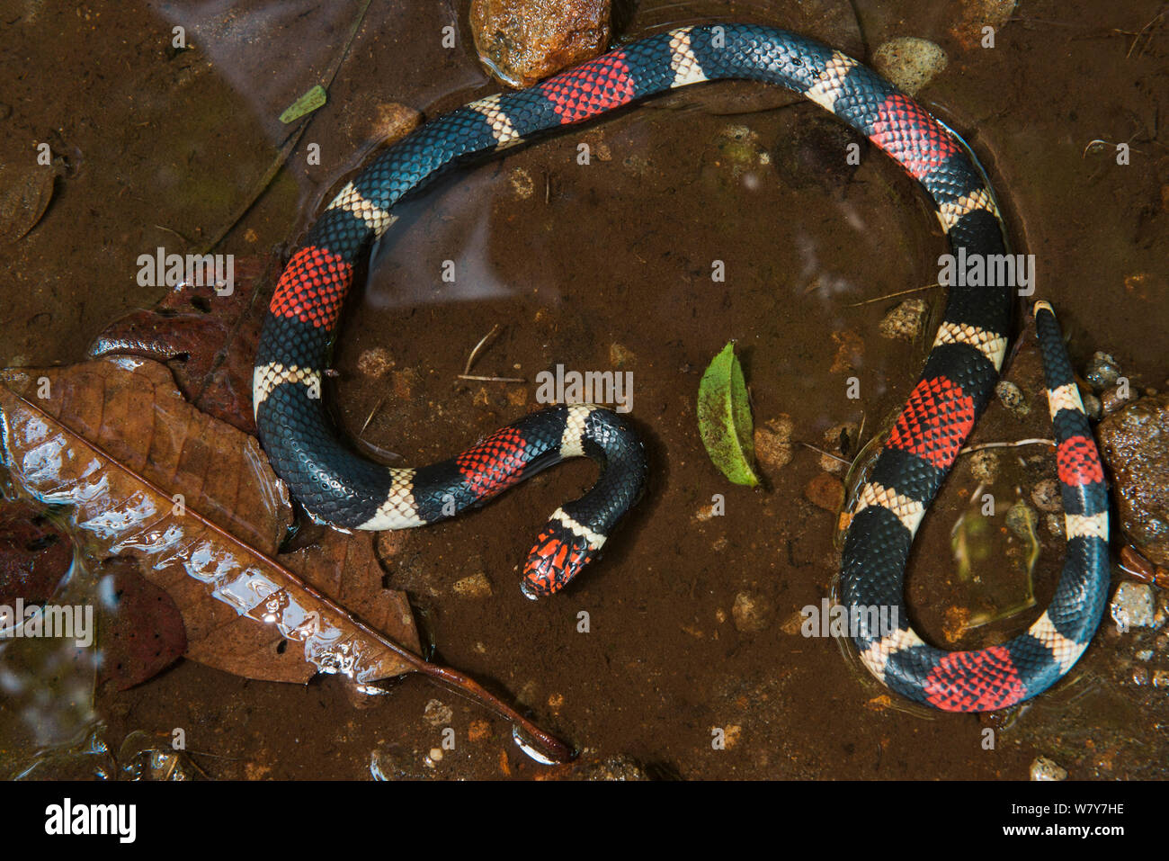 Suriname / acquatico Serpente corallo (Micrurus surinamensis) Amazon, Ecuador. Captive, avviene in Sud America. Foto Stock