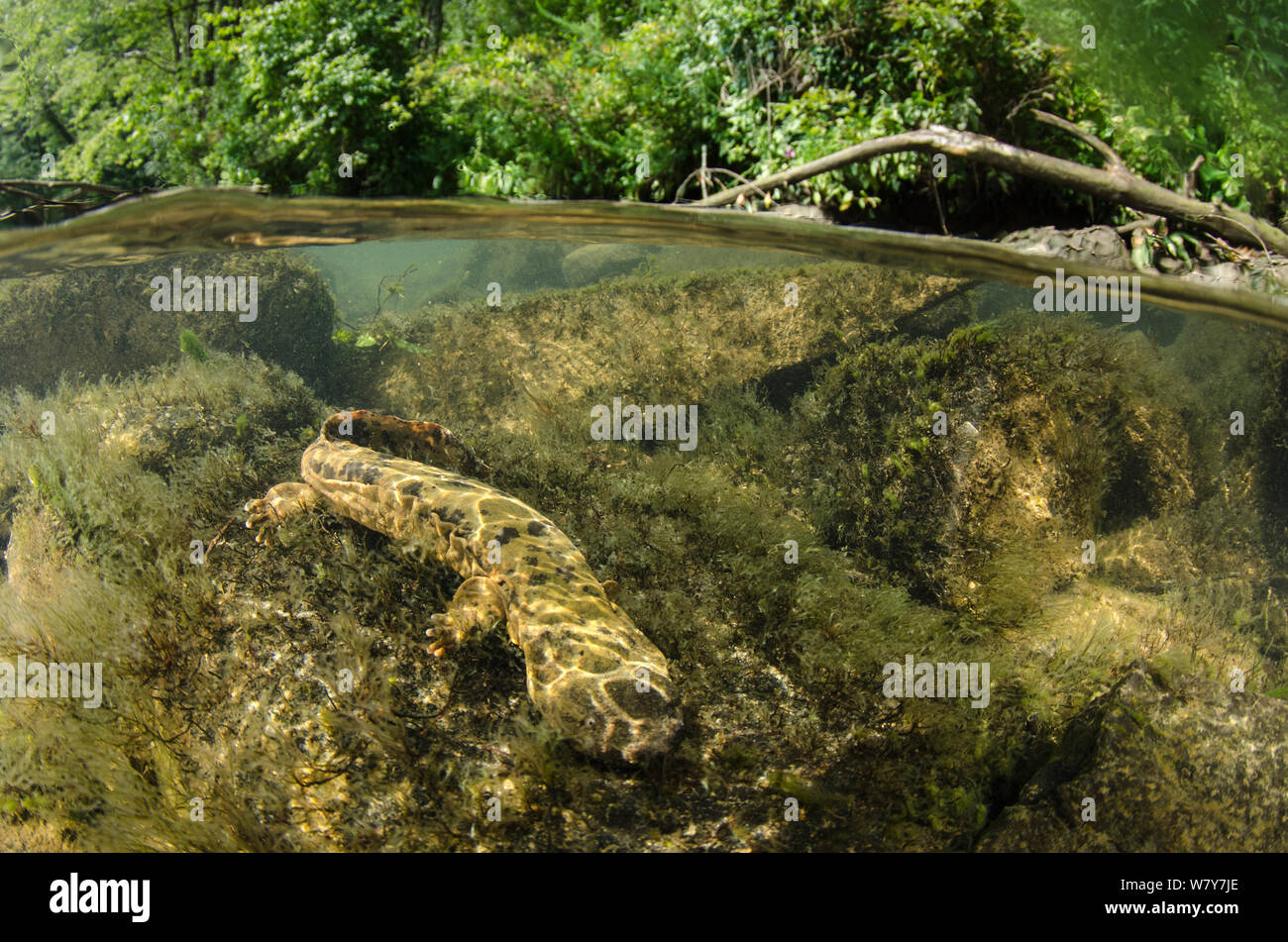 Hellbender orientale (Cryptobranchus alleganiensis alleganiensis) Fiume Hiwassee, Cherokee National Forest, Tennessee, Stati Uniti d'America, Luglio. Foto Stock