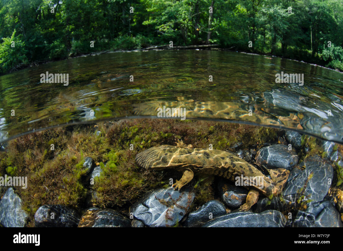 Hellbender orientale (Cryptobranchus alleganiensis alleganiensis) Fiume Hiwassee, Cherokee National Forest, Tennessee, Stati Uniti d'America, Luglio. Foto Stock
