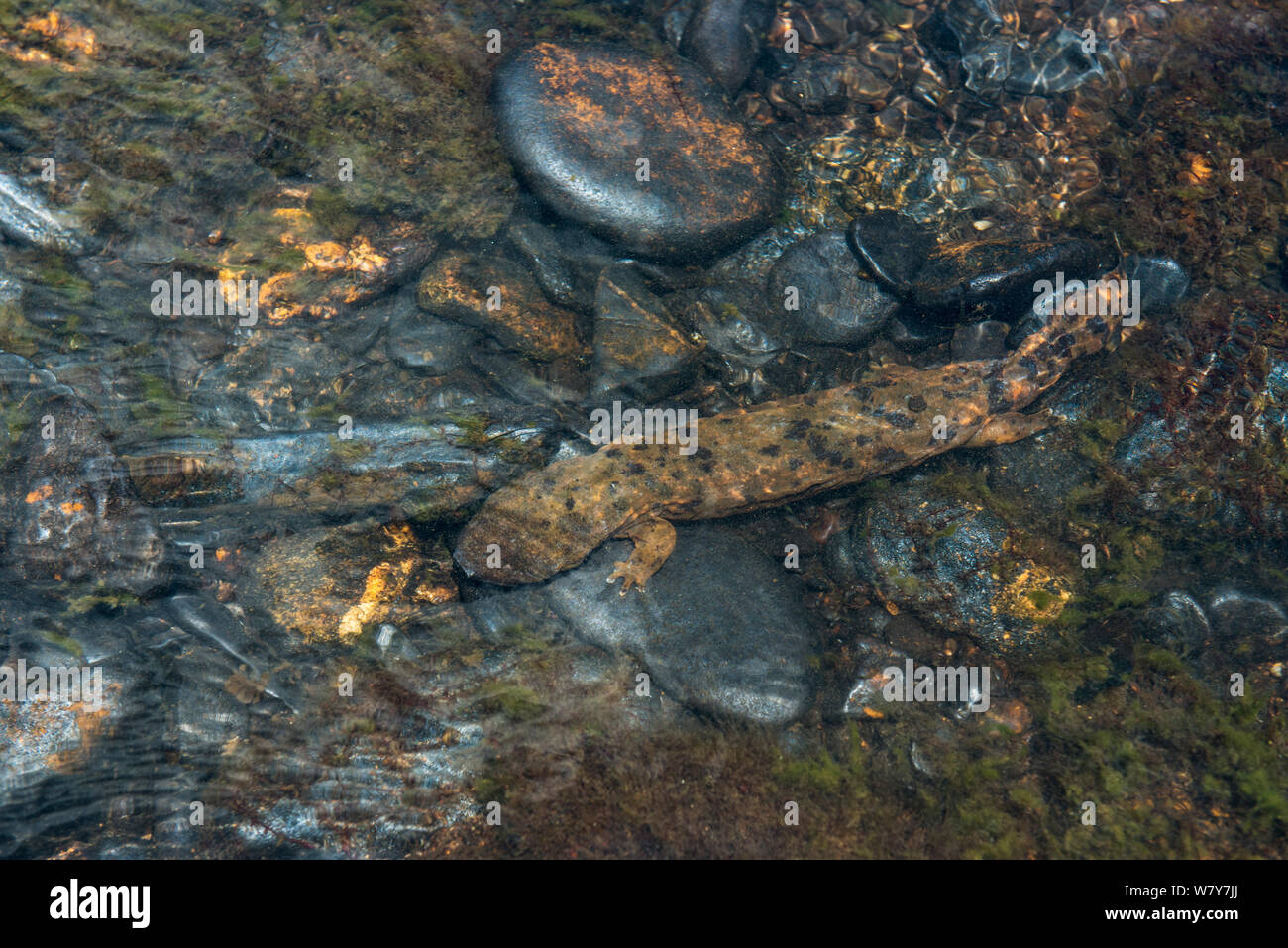Hellbender orientale (Cryptobranchus alleganiensis alleganiensis) Fiume Hiwassee, Cherokee National Forest, Tennessee, Stati Uniti d'America, Luglio. Foto Stock