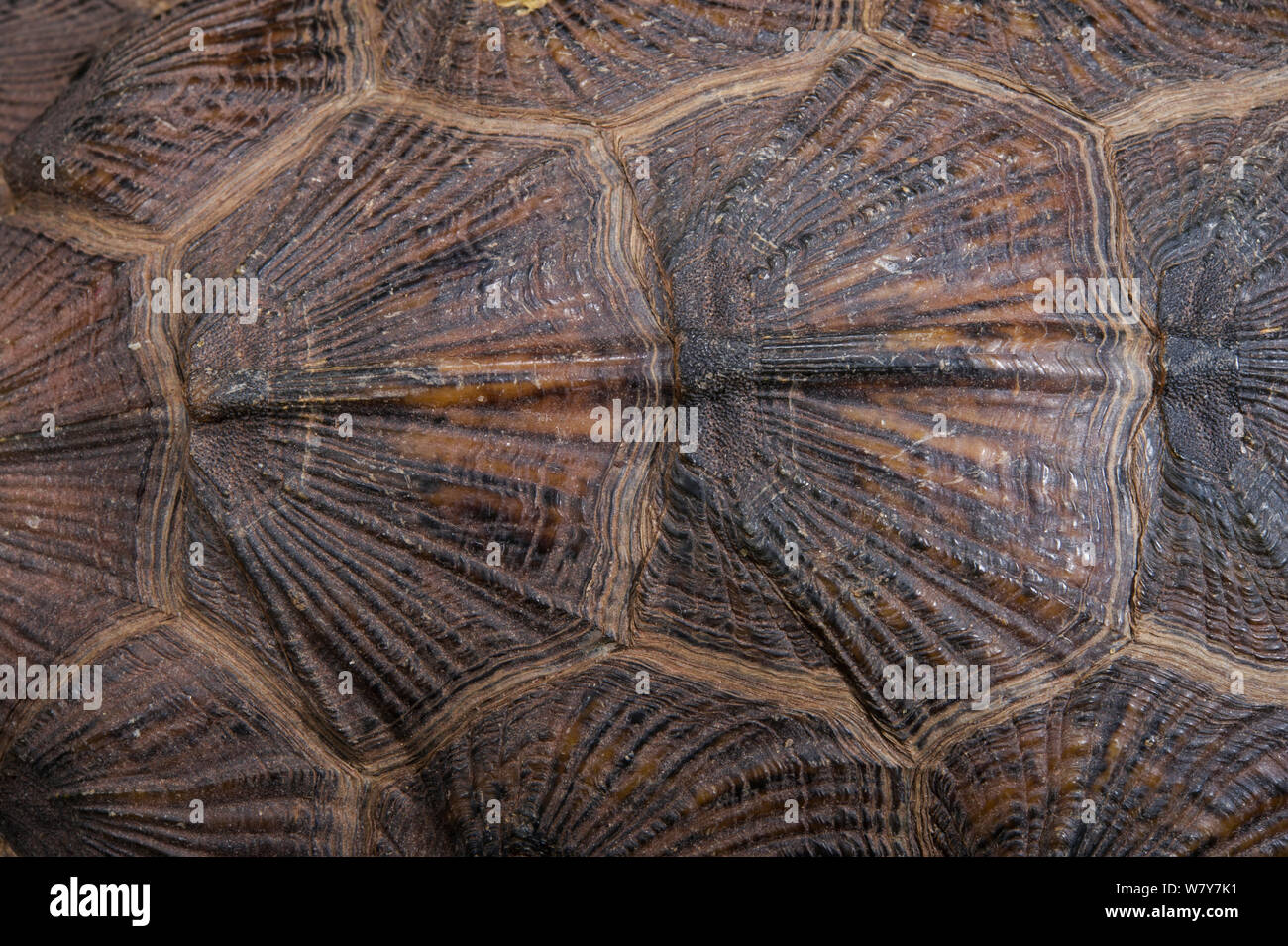 Il legno Tartaruga (Glyptemys insculpta) carapace di dettaglio. Captive, avviene in America del Nord, specie in via di estinzione. Foto Stock