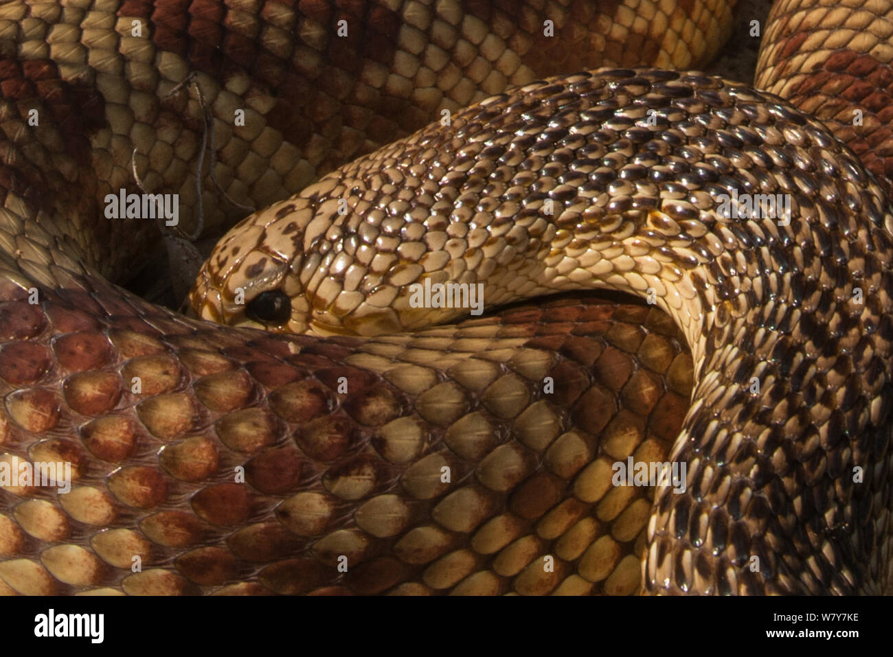Florida pine snake (Pituophis melanoleucus mugitus) spiralato, Orianne Indigo Snake preservare, Telfair County, GEORGIA, STATI UNITI D'AMERICA, Luglio. Captive, avviene in Florida, Alabama, la Georgia e la Carolina del Sud. Foto Stock