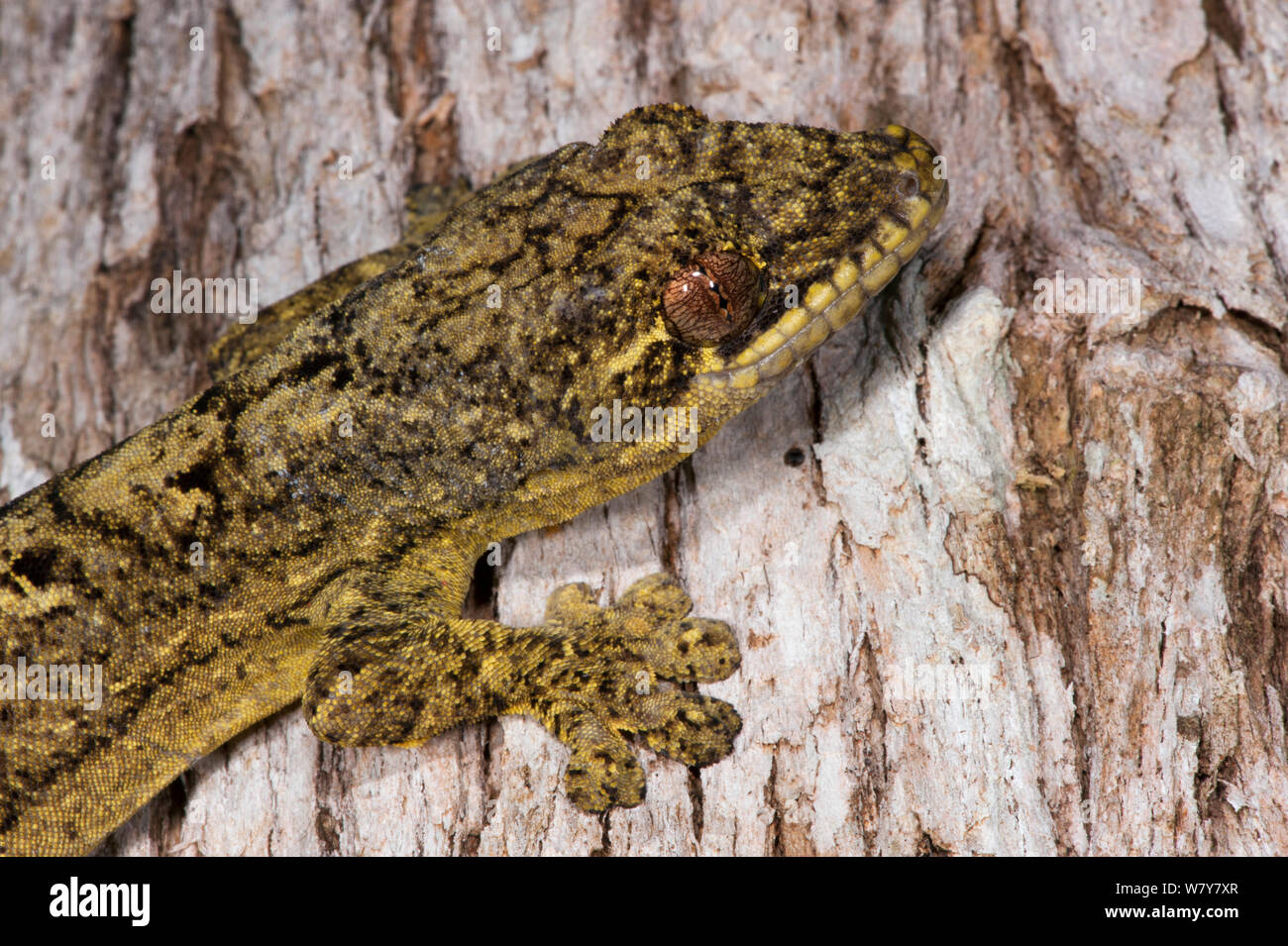 La rapa-tailed Gecko (Thecadactylus solimoensis) Yasuni National Park, la foresta pluviale amazzonica, Ecuador, Sud America. Foto Stock