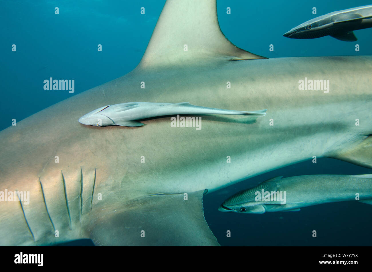 (Remora Remora remora) attaccata al Oceanic punta nera shark (Carcharhinus limbatus Umkomaas). KwaZulu Natal, Sud Africa. Foto Stock