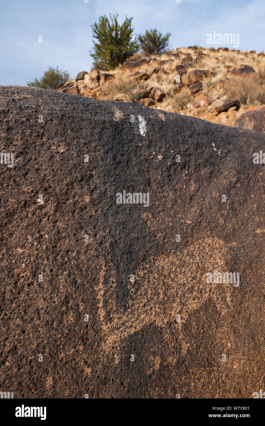 Petroglyph da San Bushman di Eland sul gioco privato ranch. Grande Karoo, Sud Africa Foto Stock