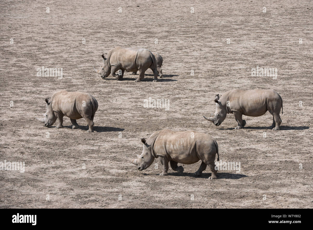 Rinoceronte bianco (Ceratotherium simum) allevamento con vitello, grande Karoo. Riserva Privata, Sud Africa. Specie in via di estinzione Foto Stock