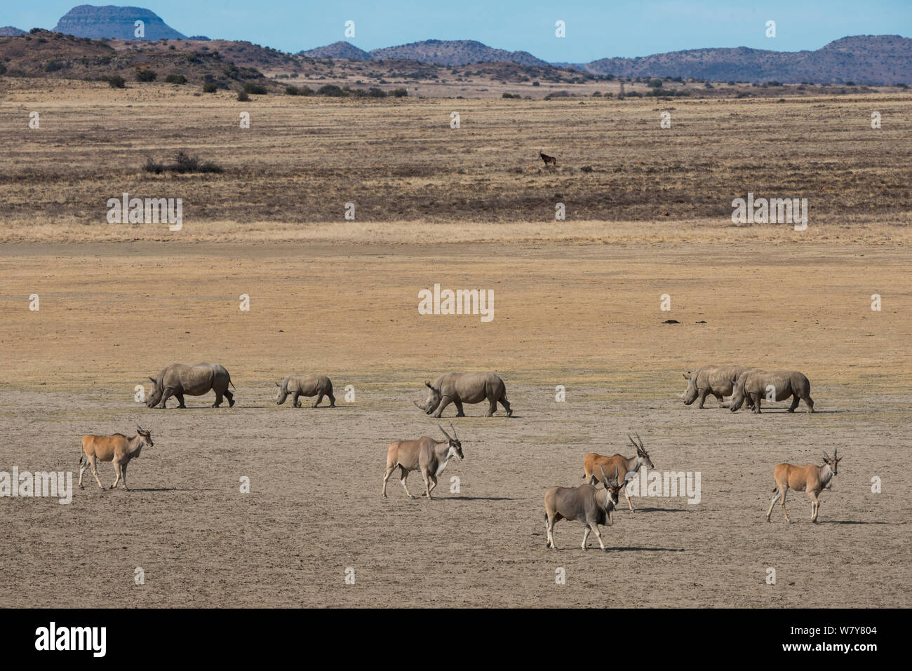 Rinoceronte bianco (Ceratotherium simum) allevamento e Eland (Taurotragus oryx) Partita privata ranch. Grande Karoo, Sud Africa Foto Stock